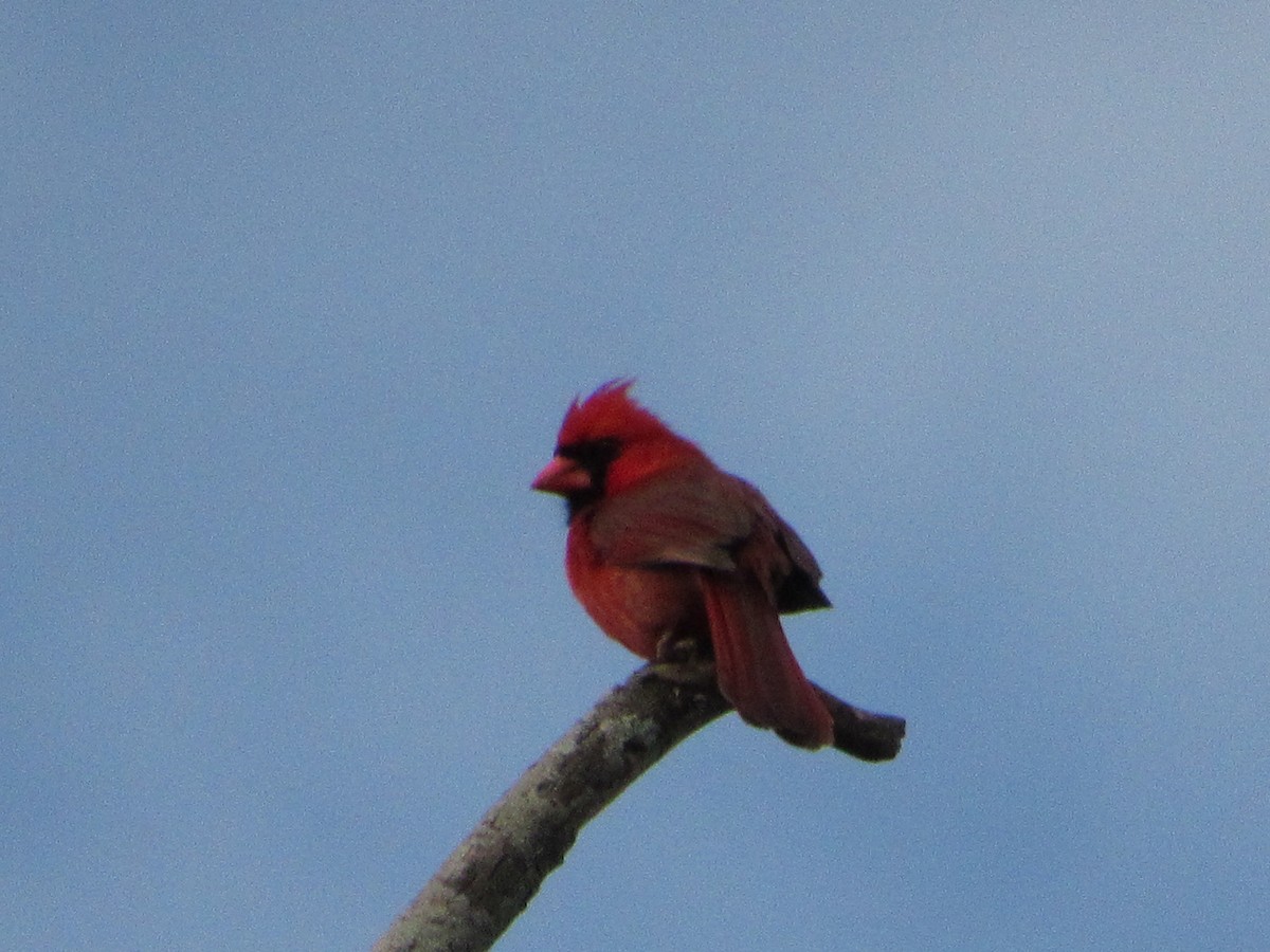 Northern Cardinal - ML619280327