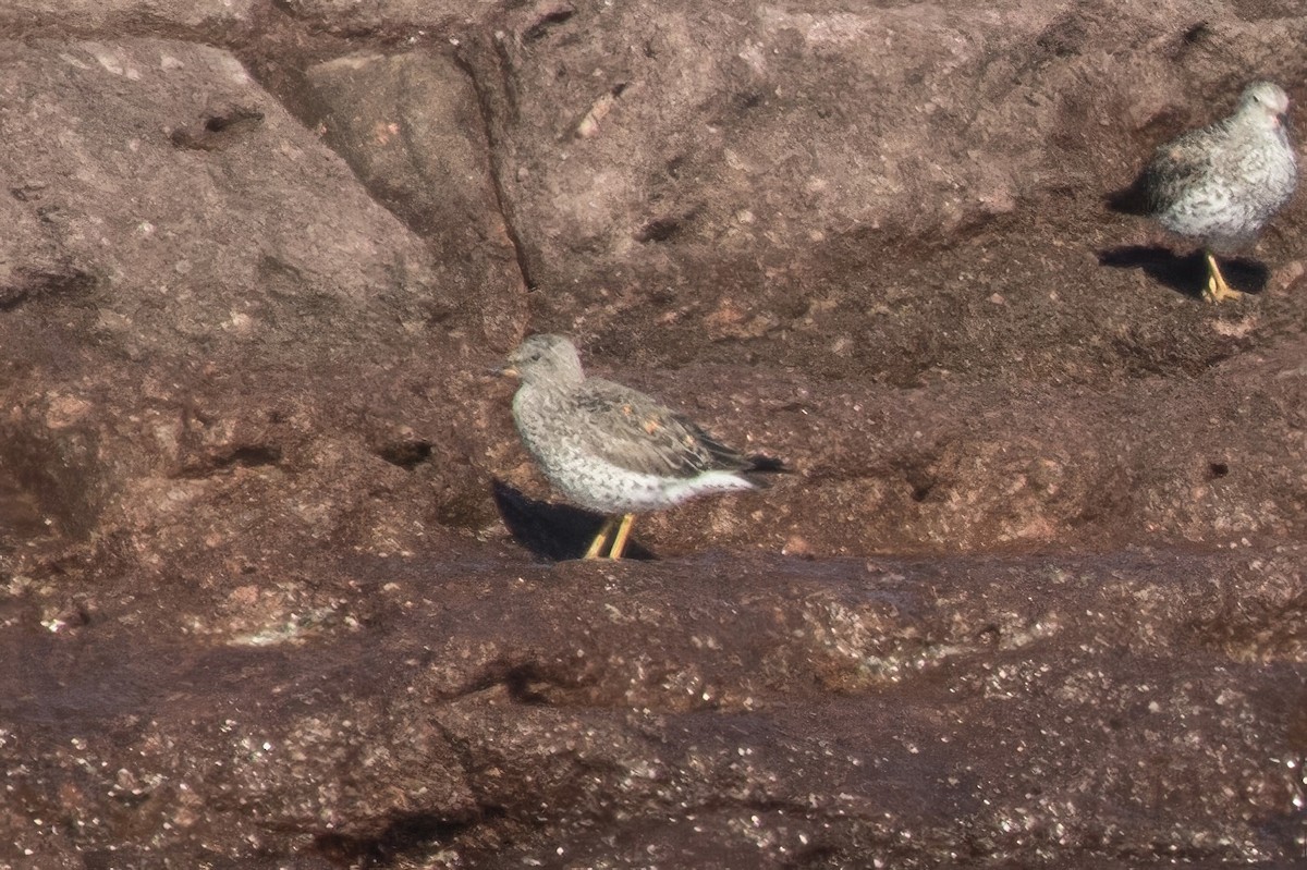 Surfbird - Jodi Boe