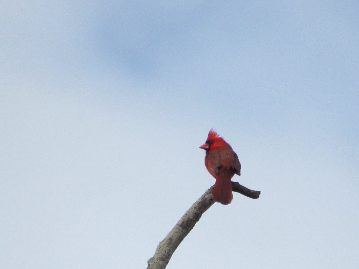 Northern Cardinal - ML619280344