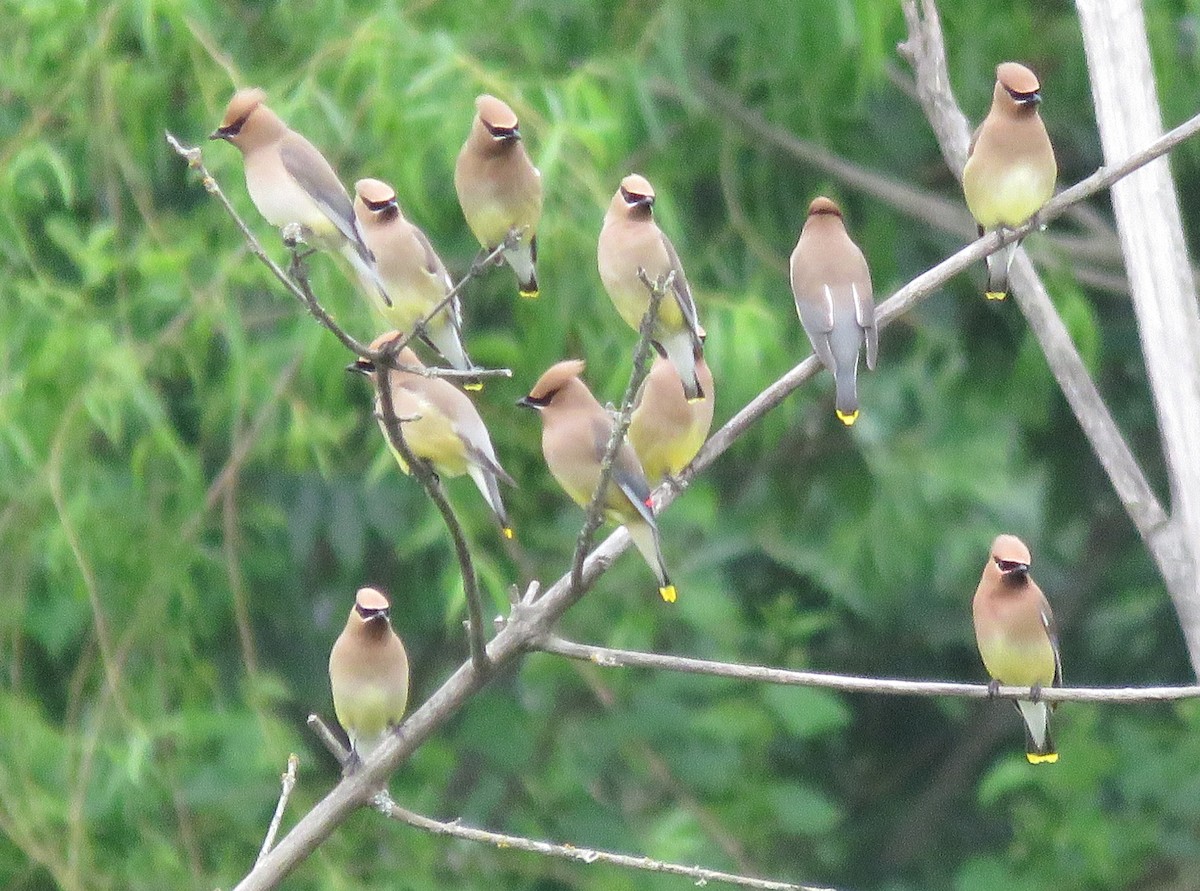 Cedar Waxwing - ML619280347