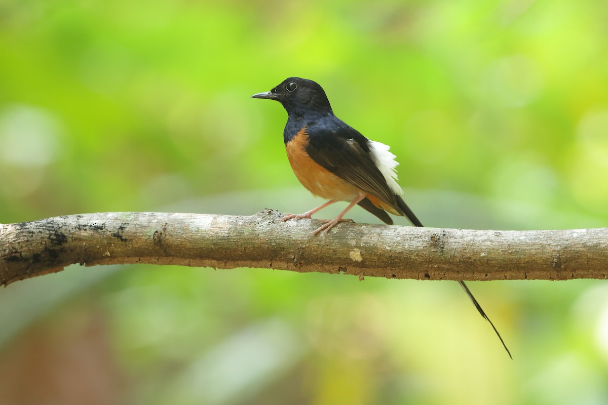 White-rumped Shama - Marc Gardner