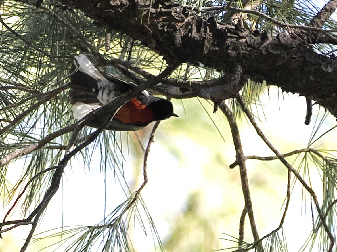 Painted Redstart - Jeffery Sole