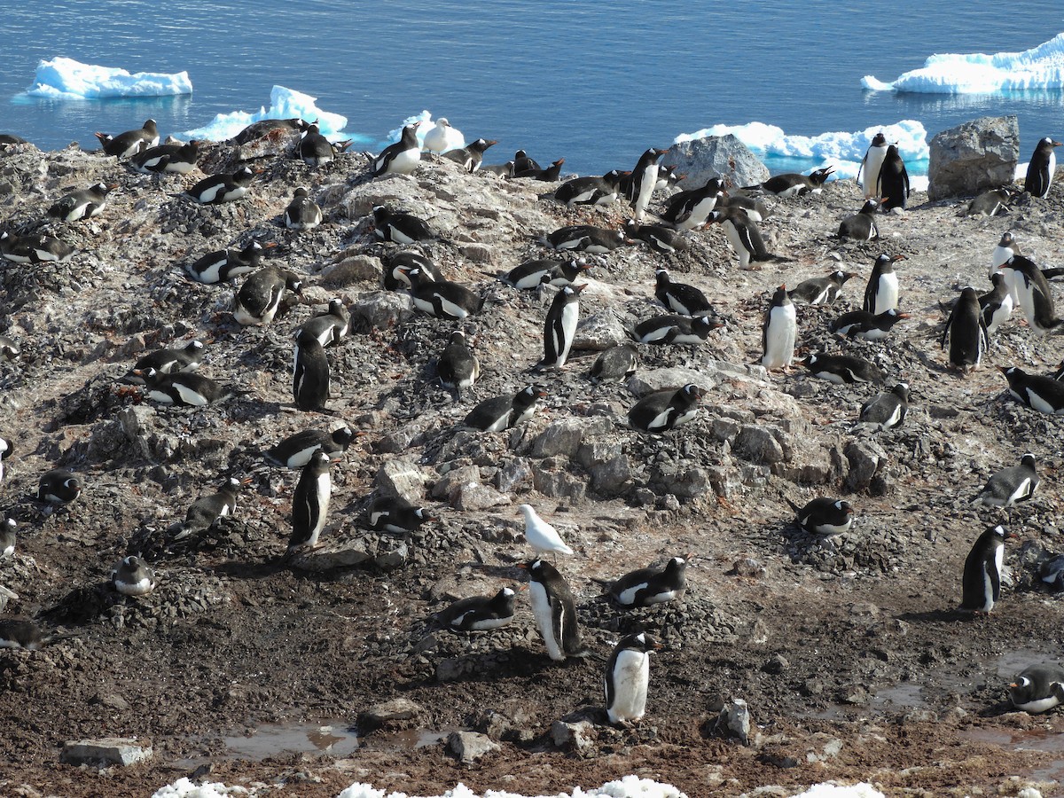 Gentoo Penguin - France Desbiens