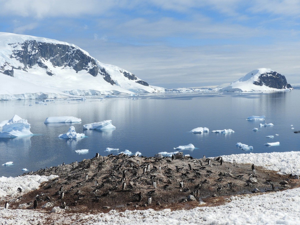 Gentoo Penguin - France Desbiens