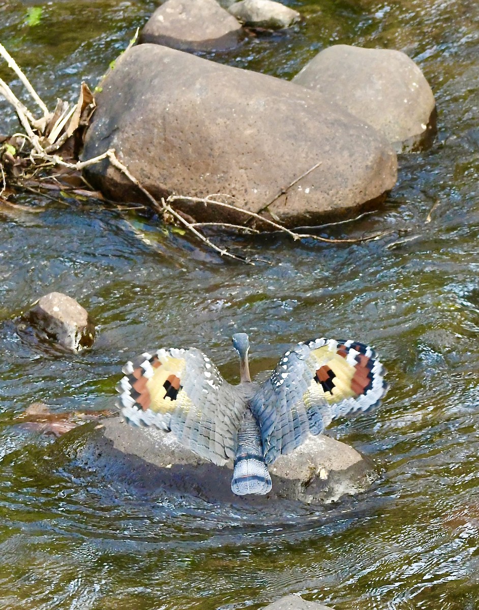 Sunbittern - mark perry