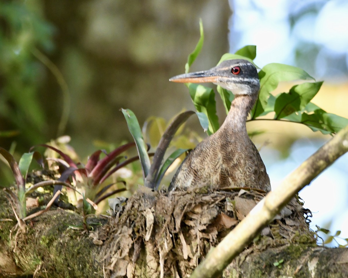 Sunbittern - mark perry