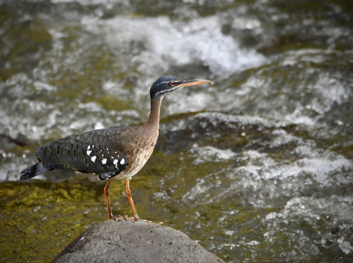 Sunbittern - mark perry