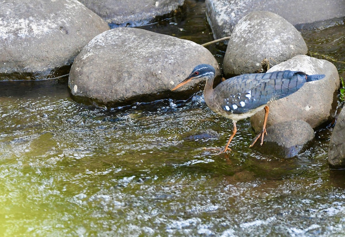 Sunbittern - mark perry