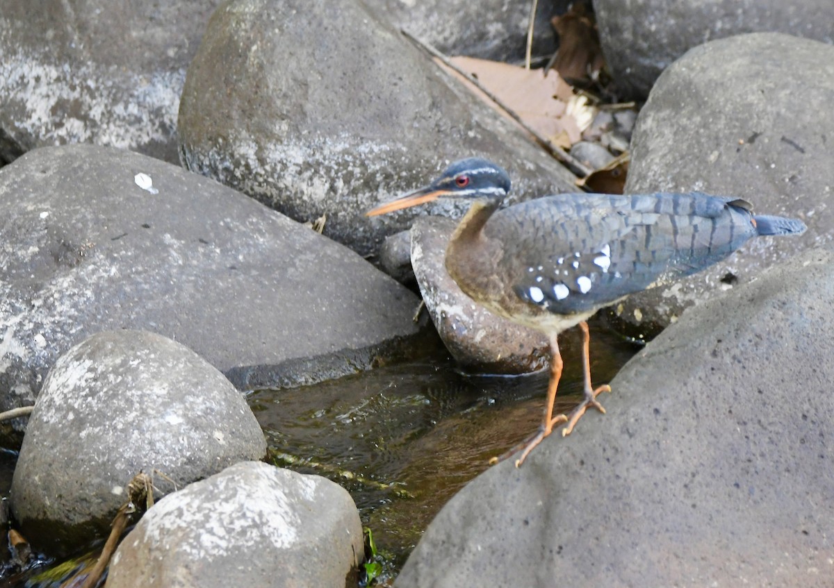 Sunbittern - mark perry