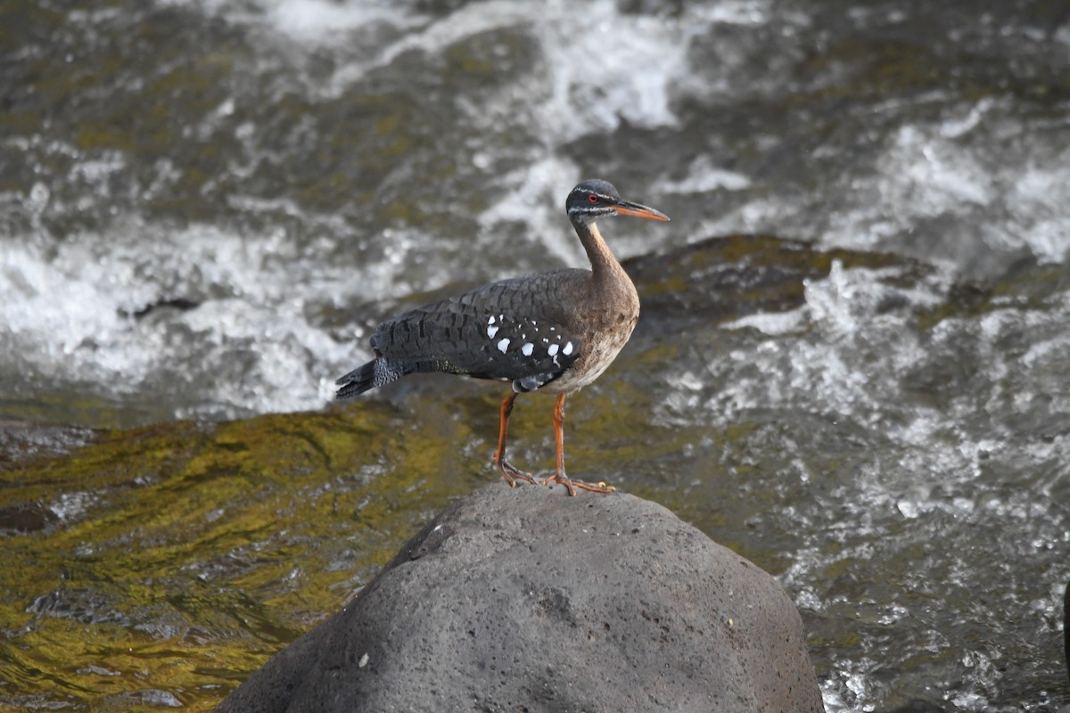 Sunbittern - mark perry