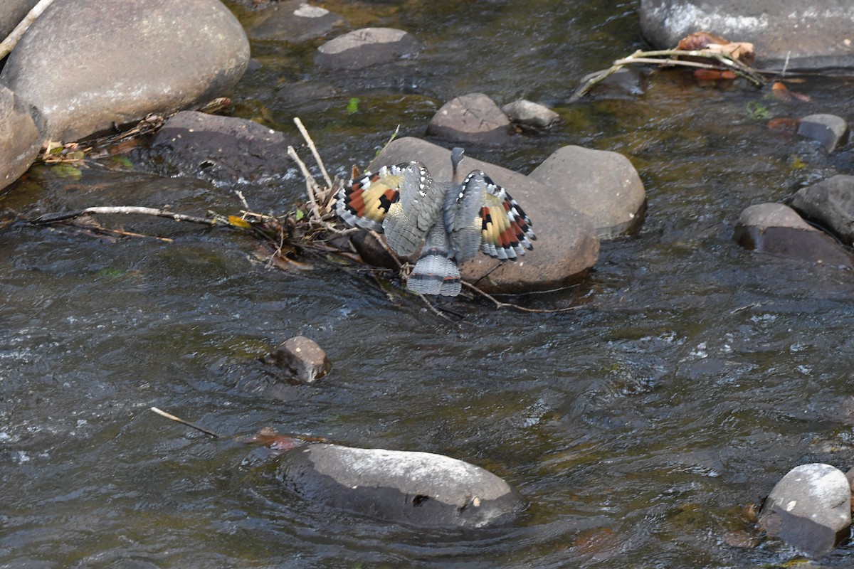 Sunbittern - mark perry