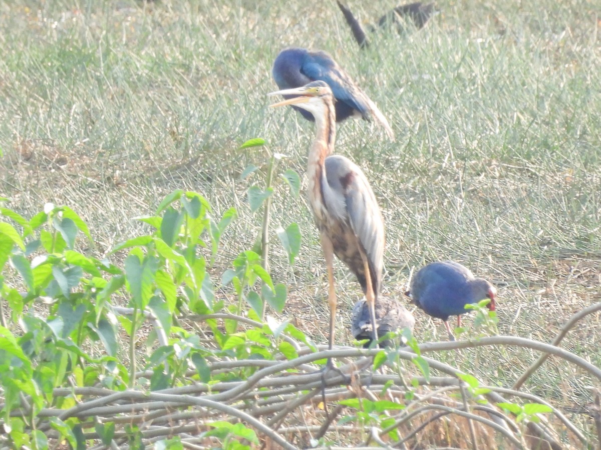 Purple Heron - Harish Kumar Verma