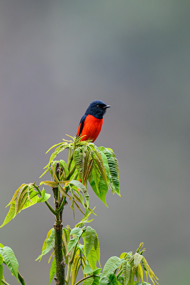 Short-billed Minivet - ML619280404