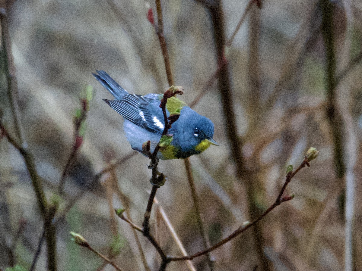 Northern Parula - Larry Waddell