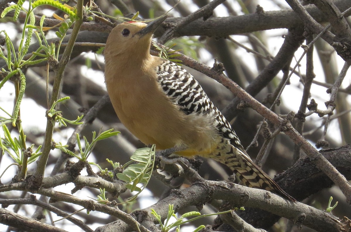 Gila Woodpecker - Shaun Robson