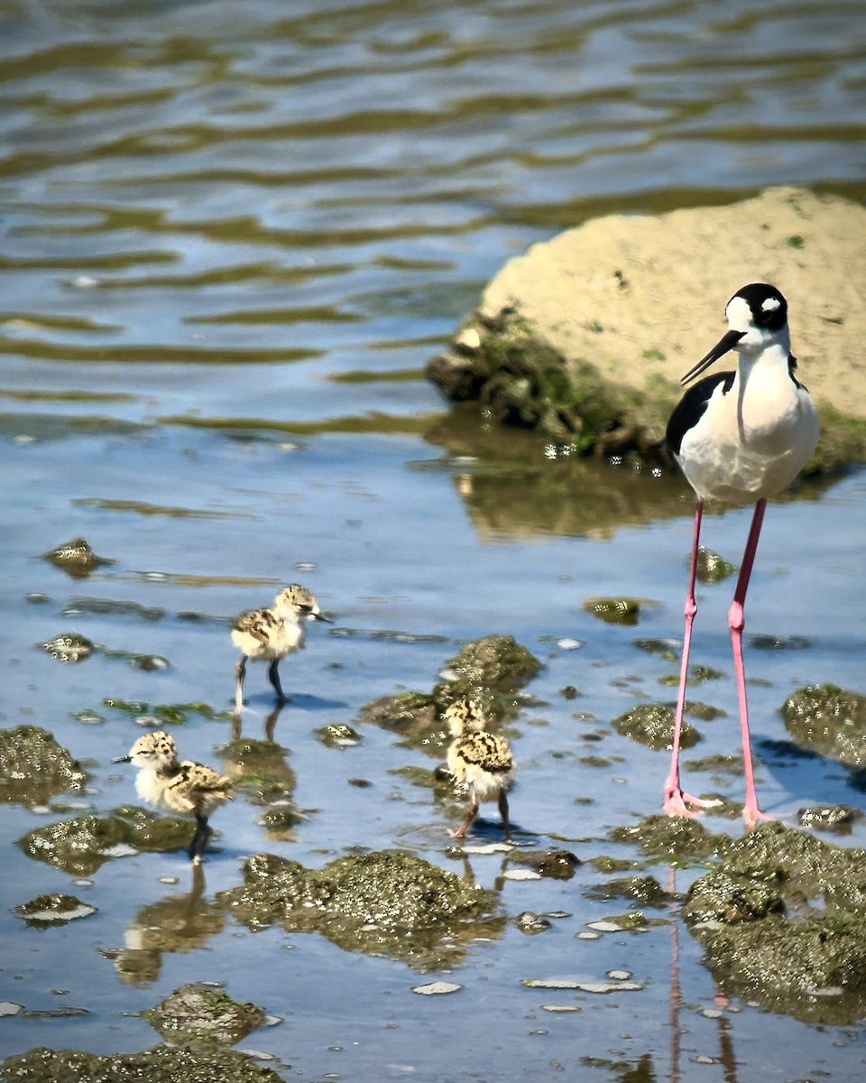 Black-necked Stilt - ML619280432