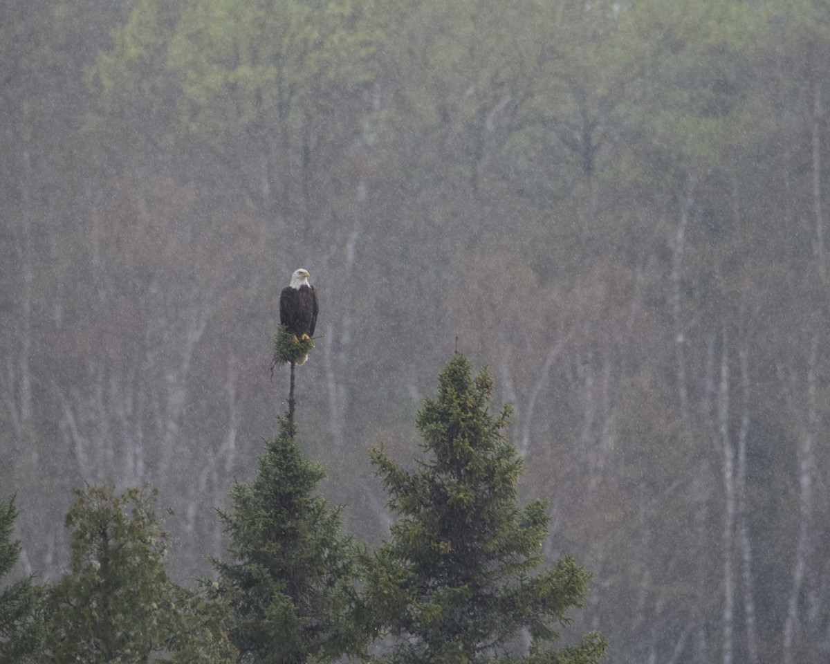 Bald Eagle - Larry Waddell