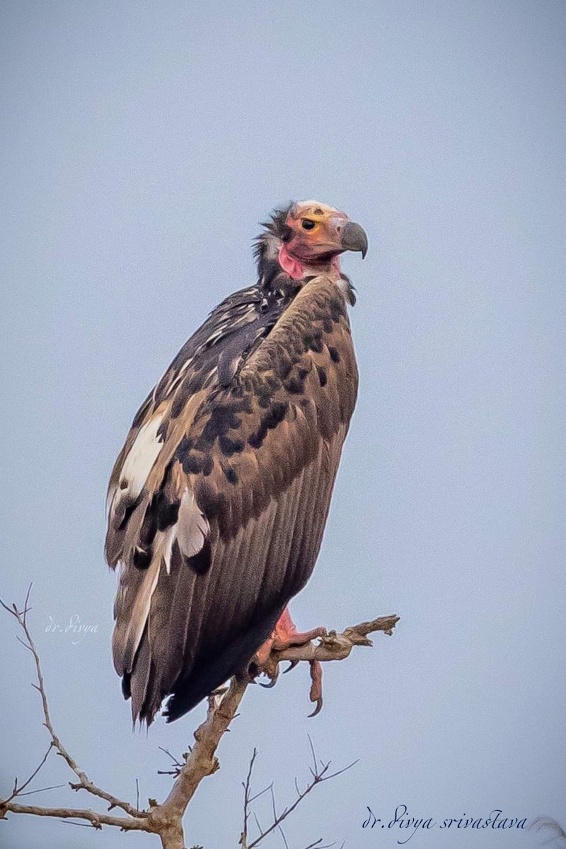 Red-headed Vulture - divya srivastava