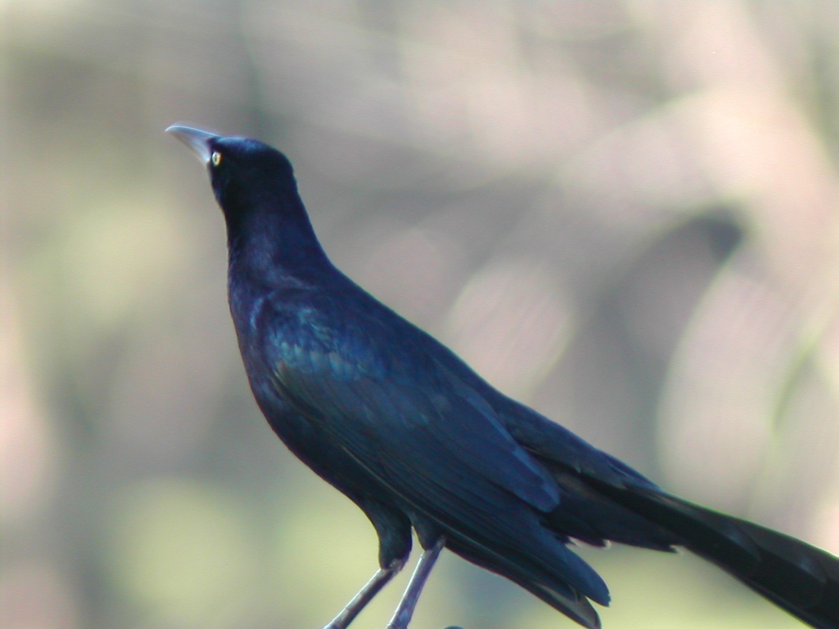 Great-tailed Grackle - ML619280452