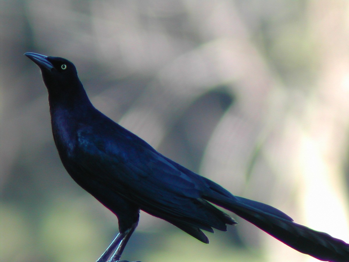 Great-tailed Grackle - ML619280453