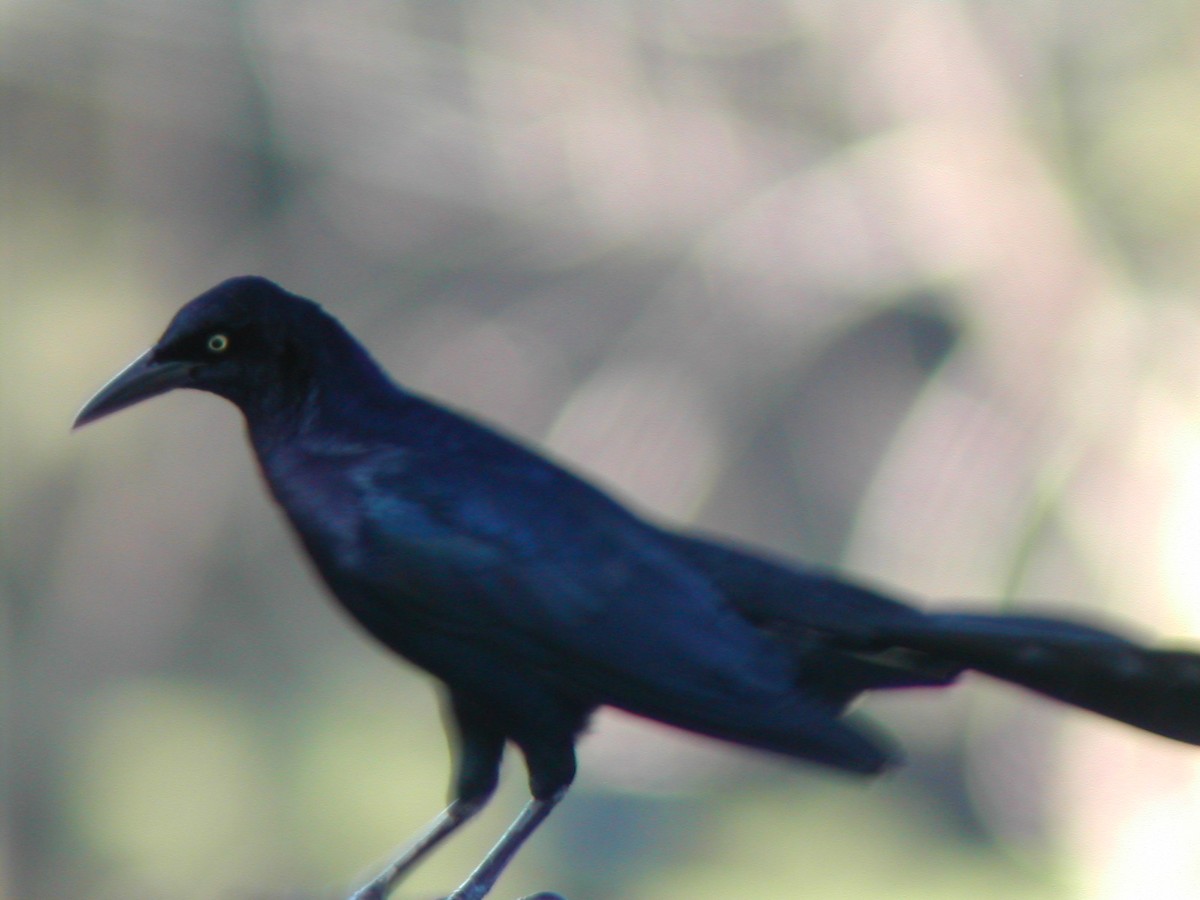 Great-tailed Grackle - ML619280454