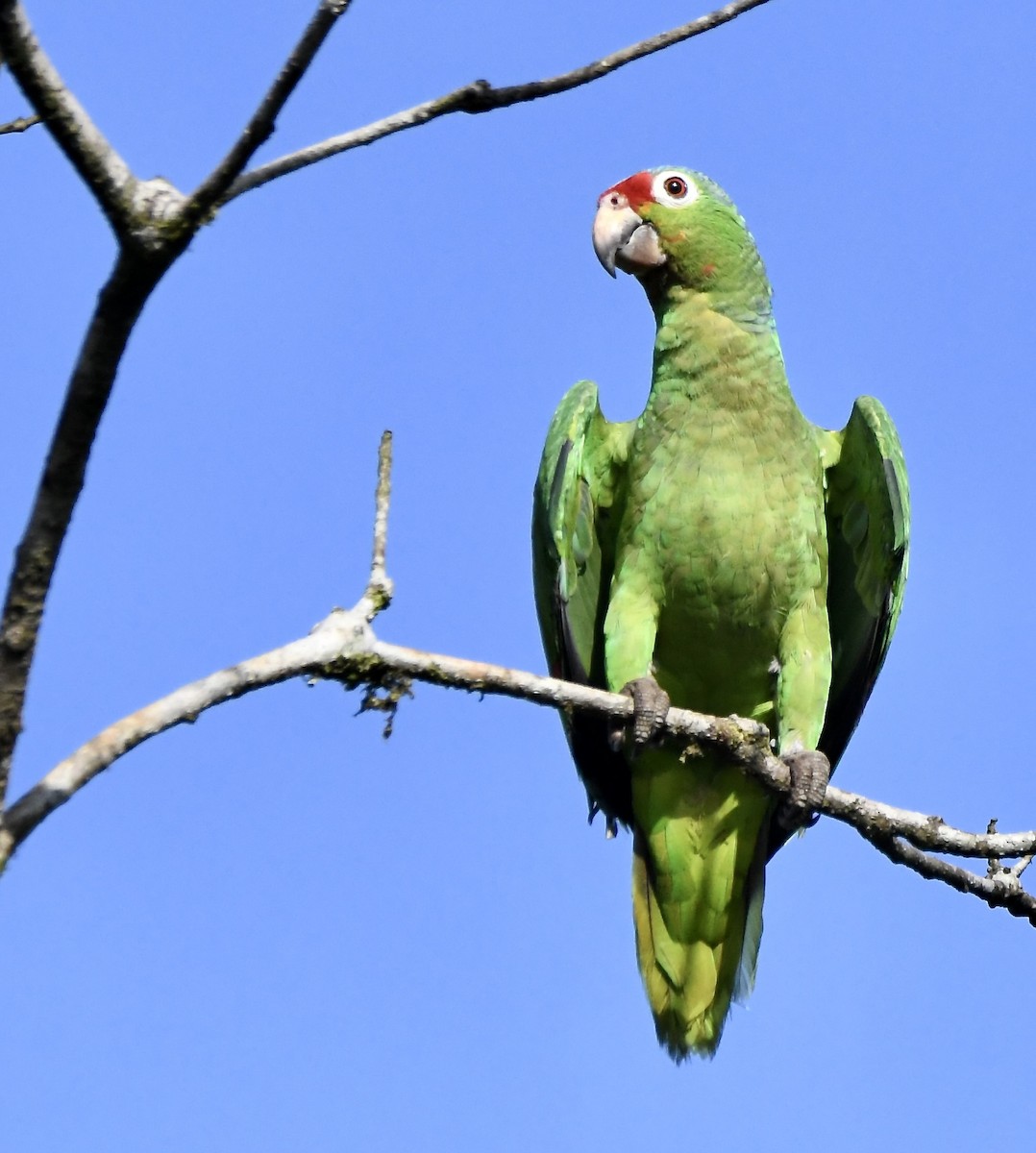 Red-lored Parrot - mark perry