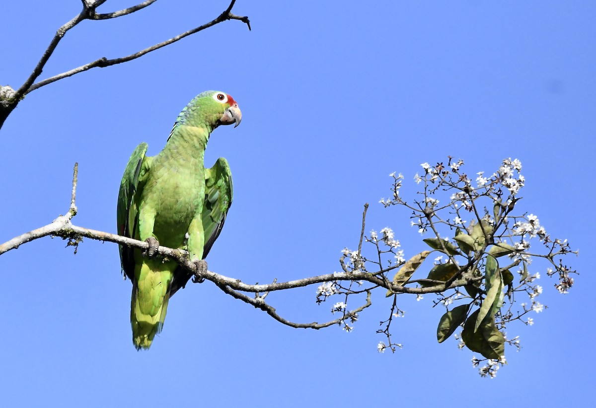 Red-lored Parrot - mark perry