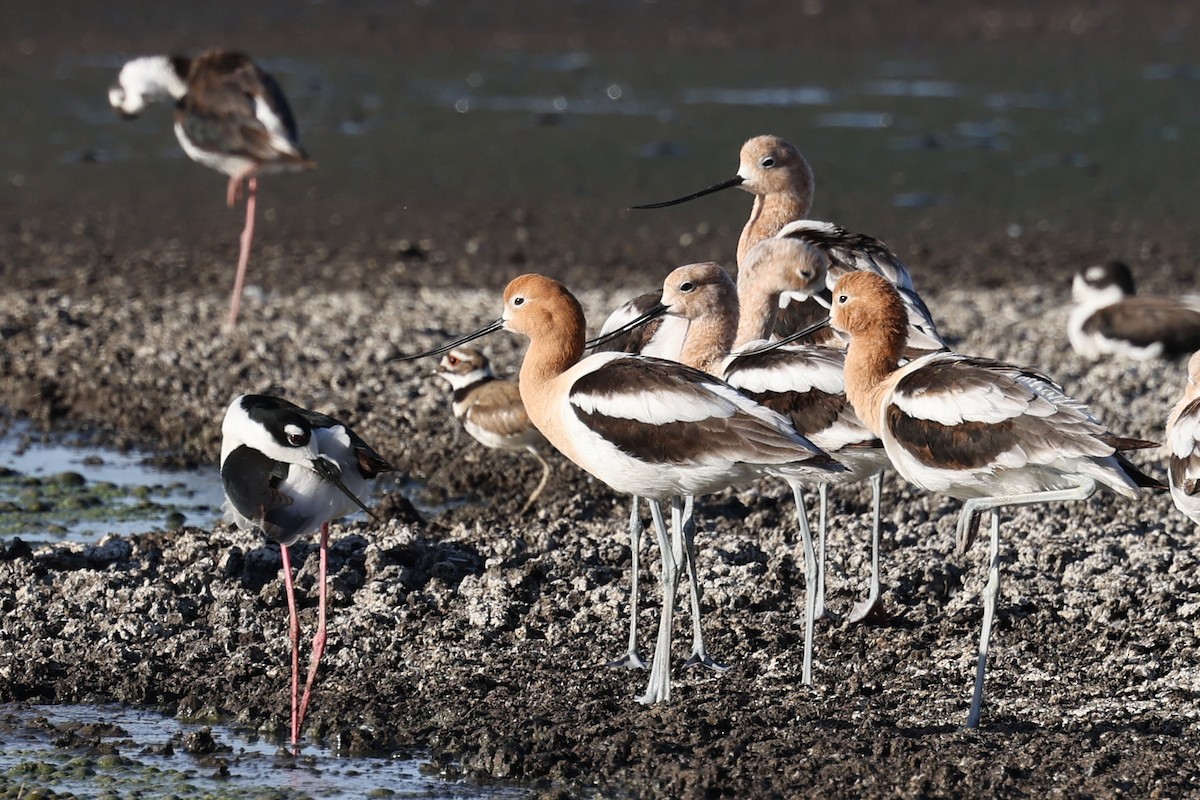 Avocette d'Amérique - ML619280463