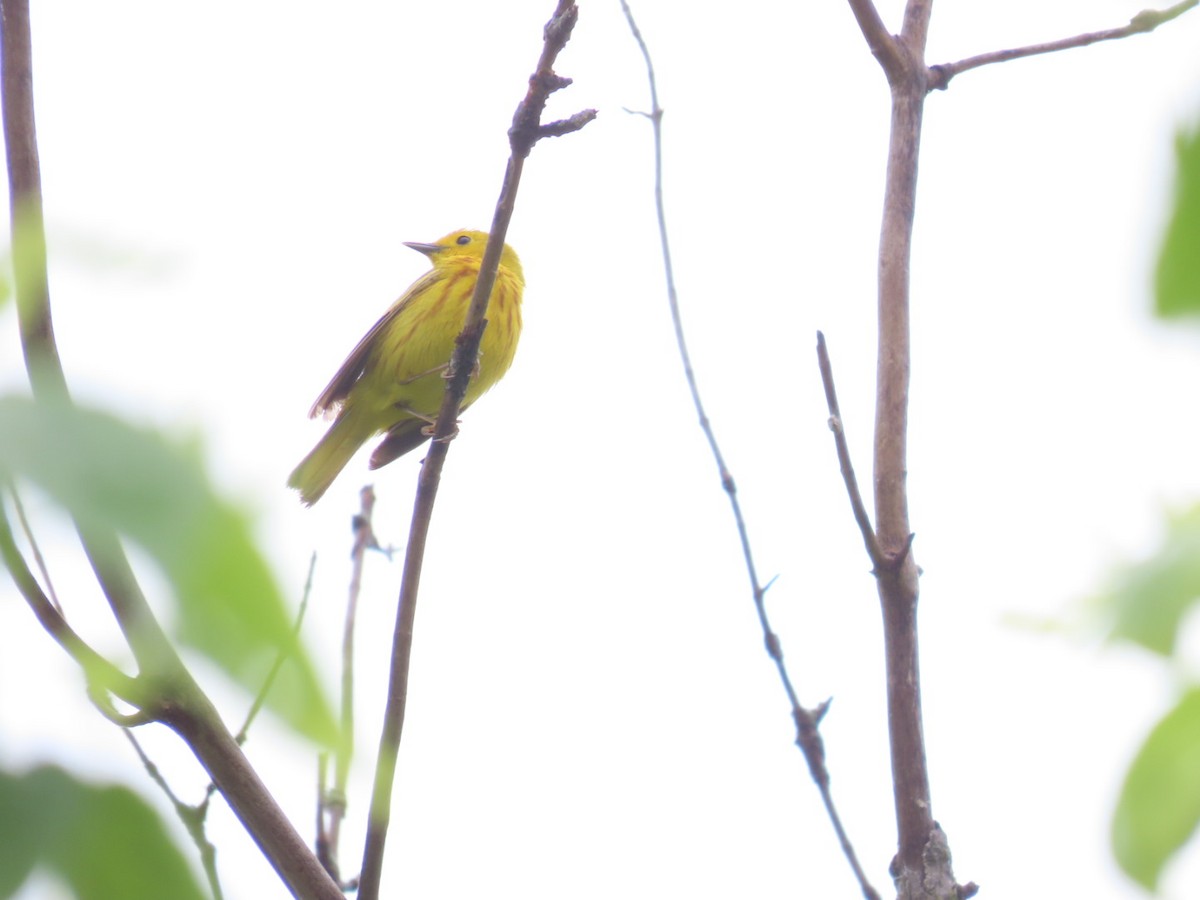 Yellow Warbler - Juliet Berger