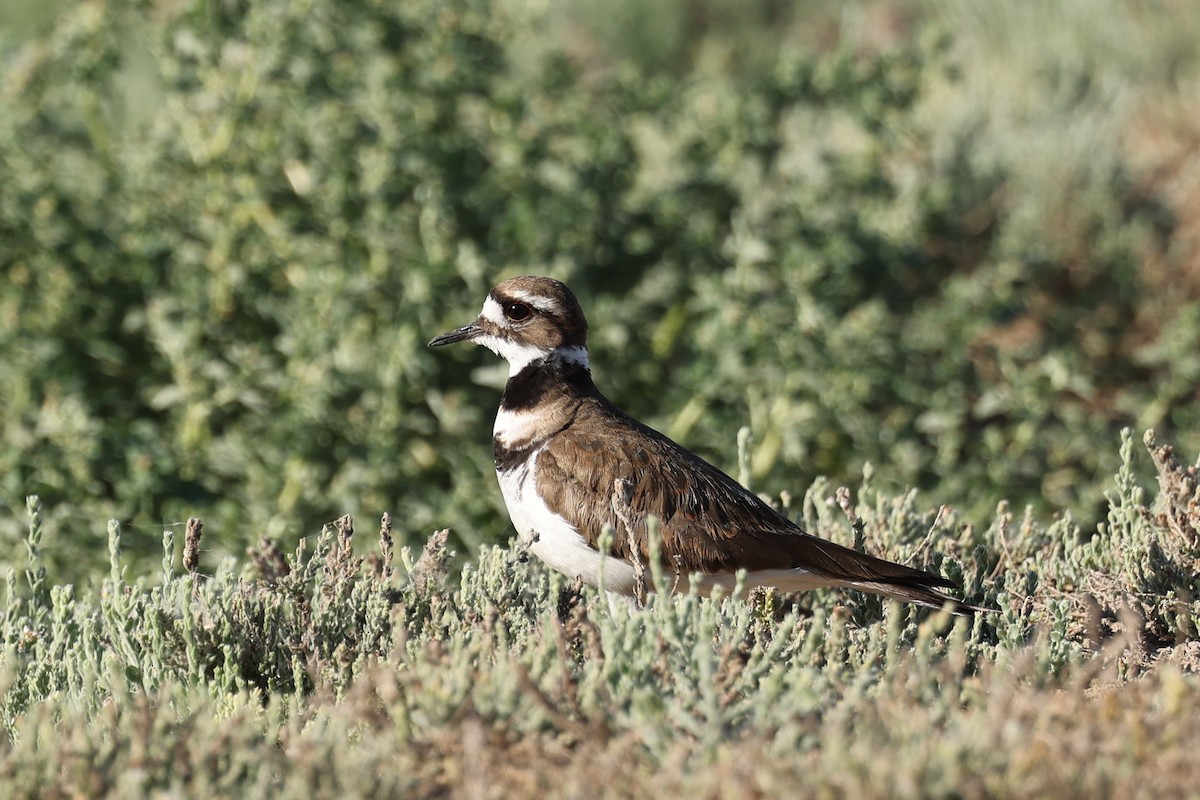 Killdeer - Ian Thompson