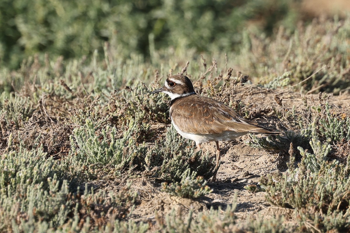 Killdeer - Ian Thompson