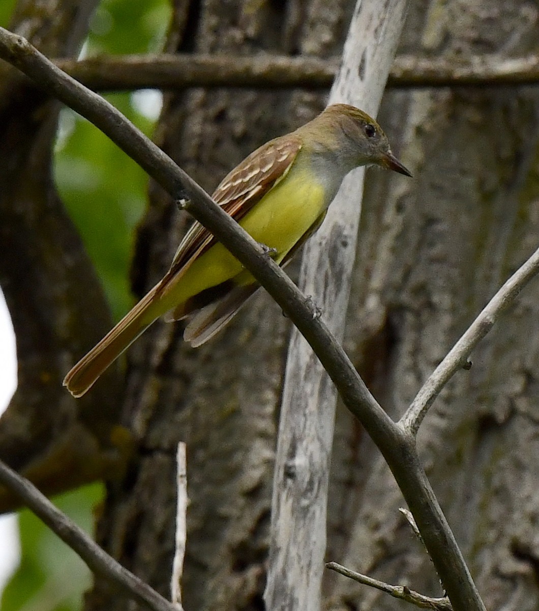 Great Crested Flycatcher - ML619280472