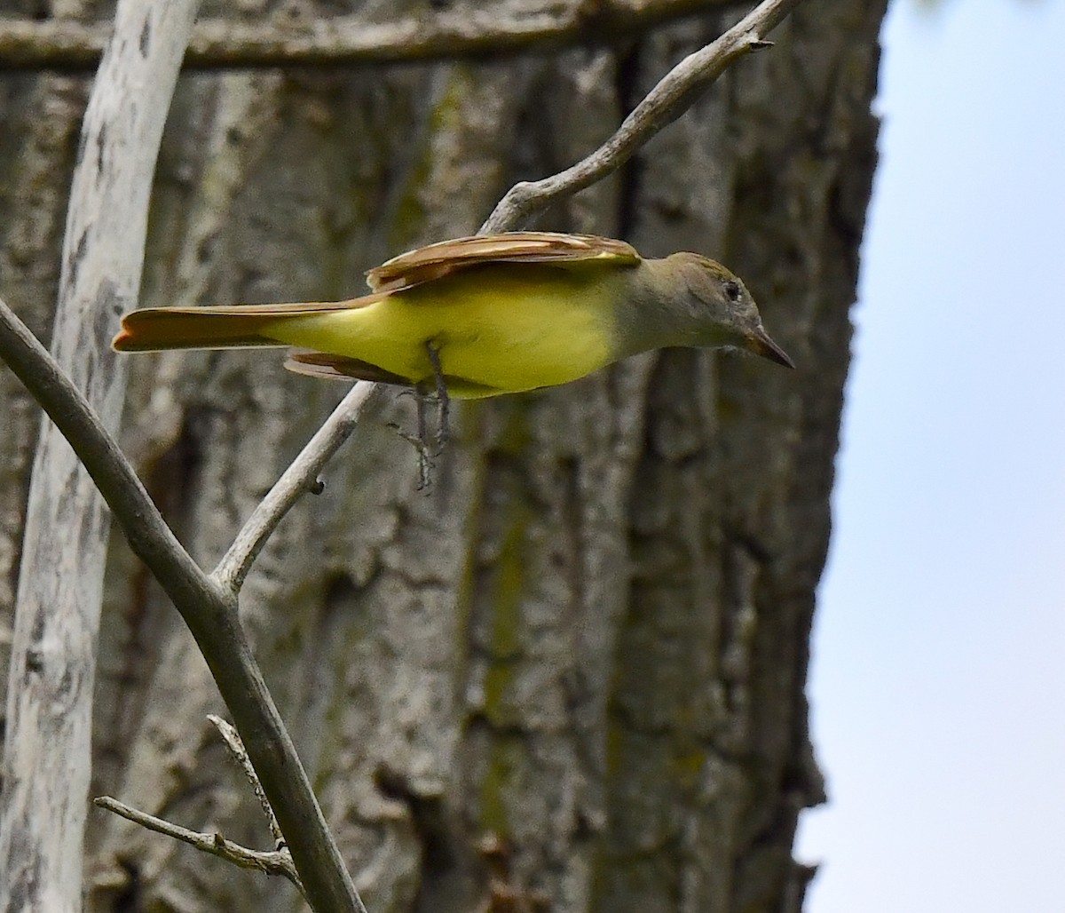 Great Crested Flycatcher - ML619280473