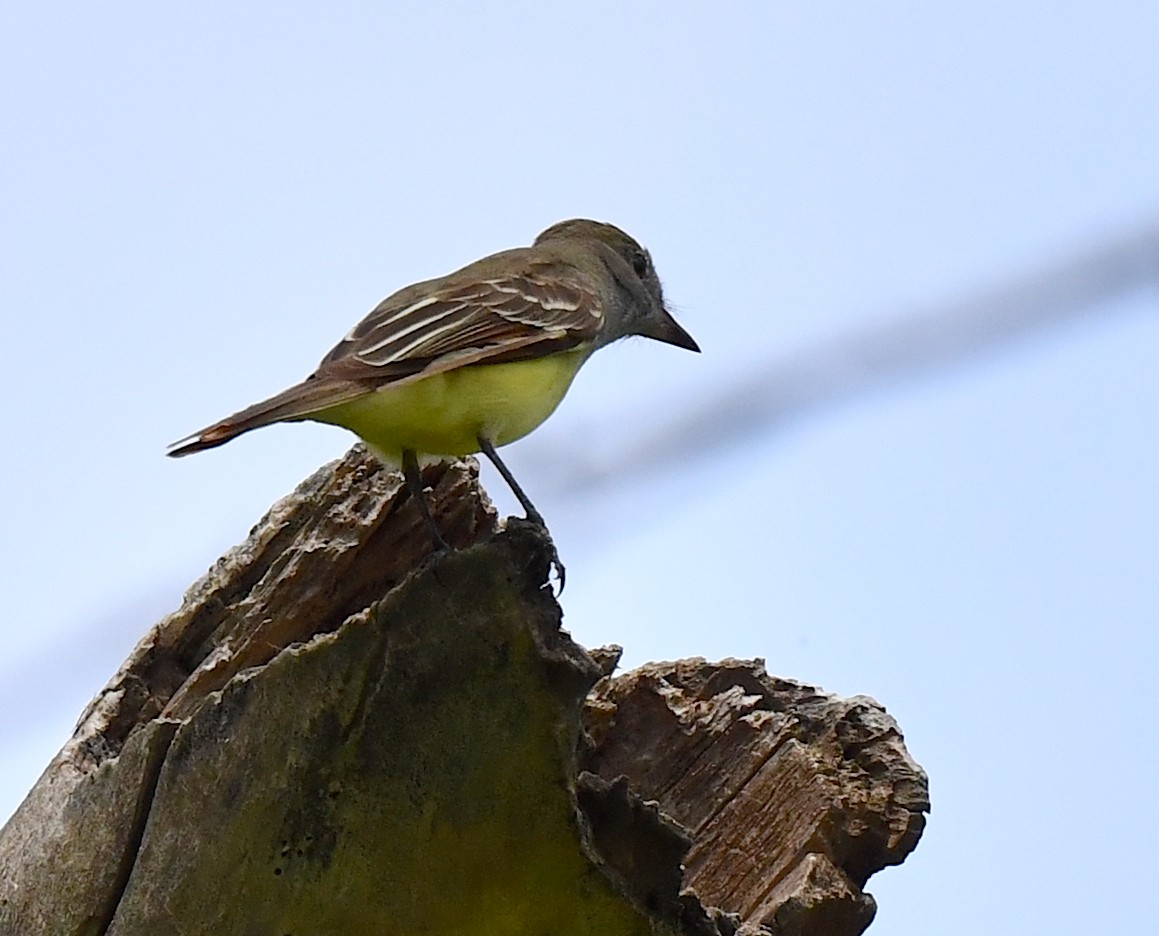 Great Crested Flycatcher - ML619280476