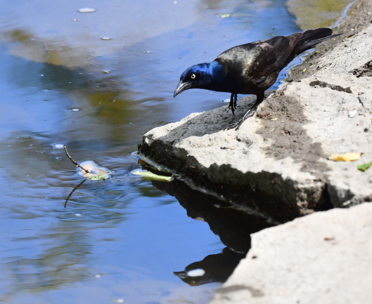 Common Grackle - Kristen Cart