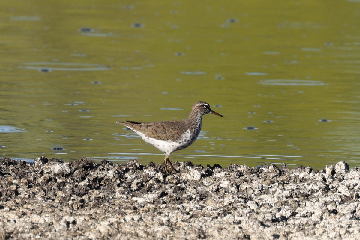 Spotted Sandpiper - ML619280486