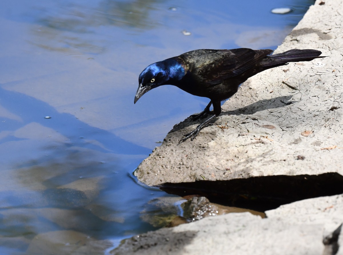 Common Grackle - Kristen Cart