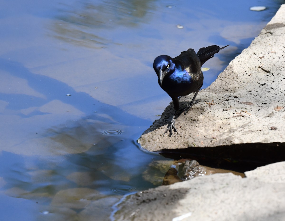 Common Grackle - Kristen Cart