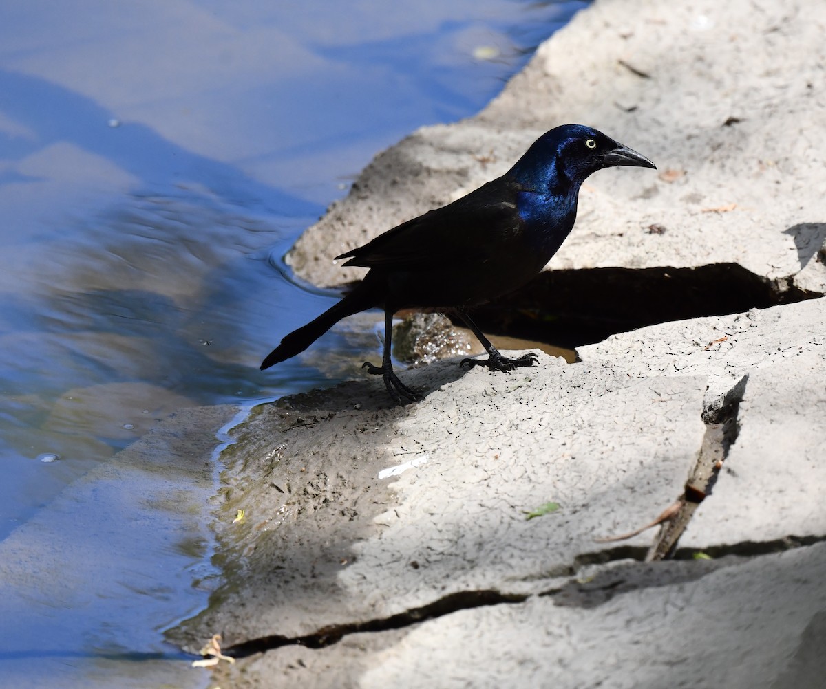 Common Grackle - Kristen Cart