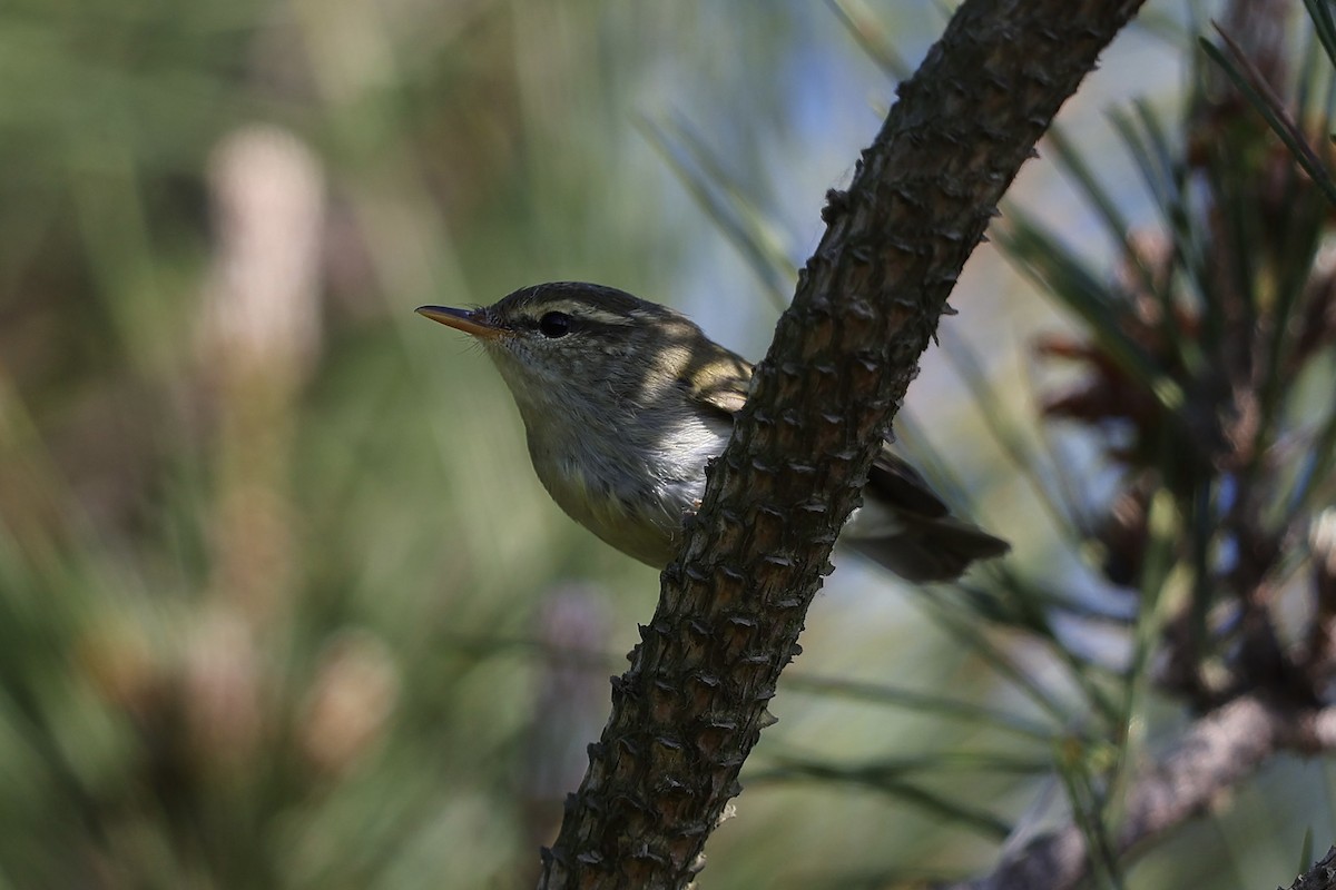 Two-barred Warbler - ML619280490