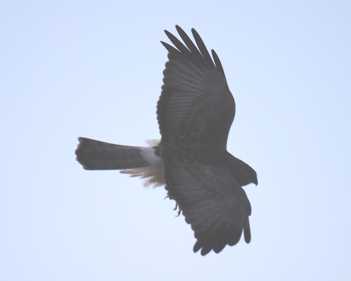 Northern Harrier - Linda Dalton