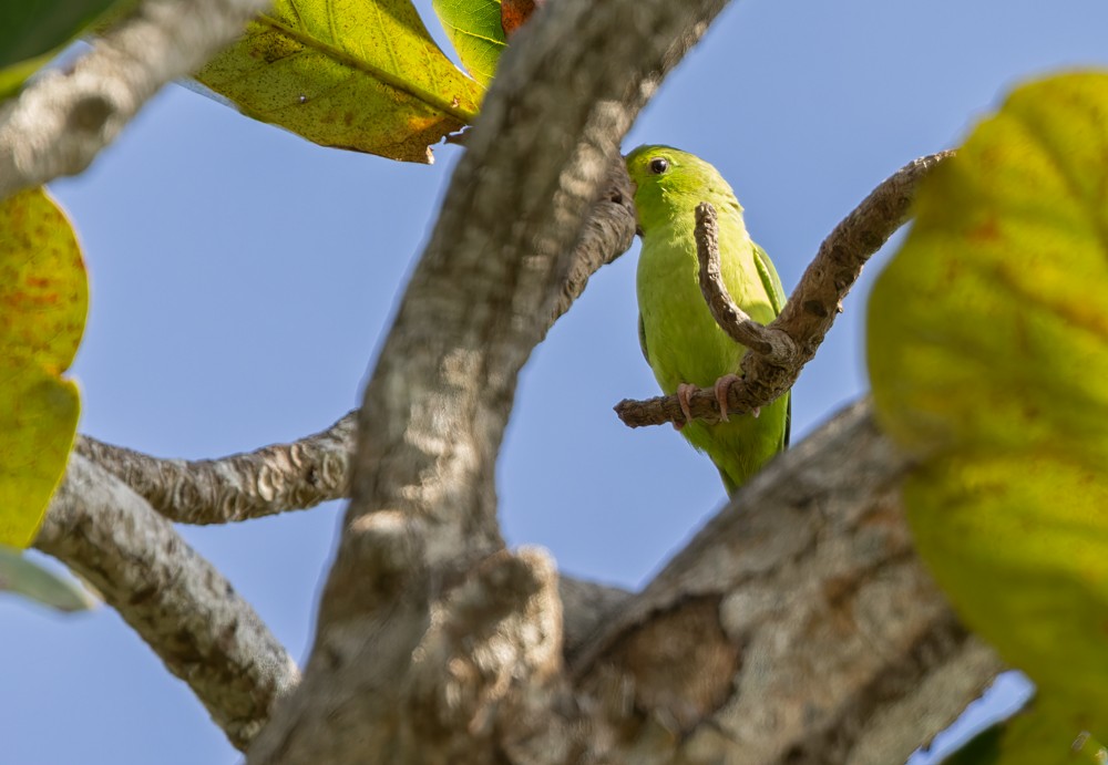 Turquoise-winged Parrotlet - Lars Petersson | My World of Bird Photography