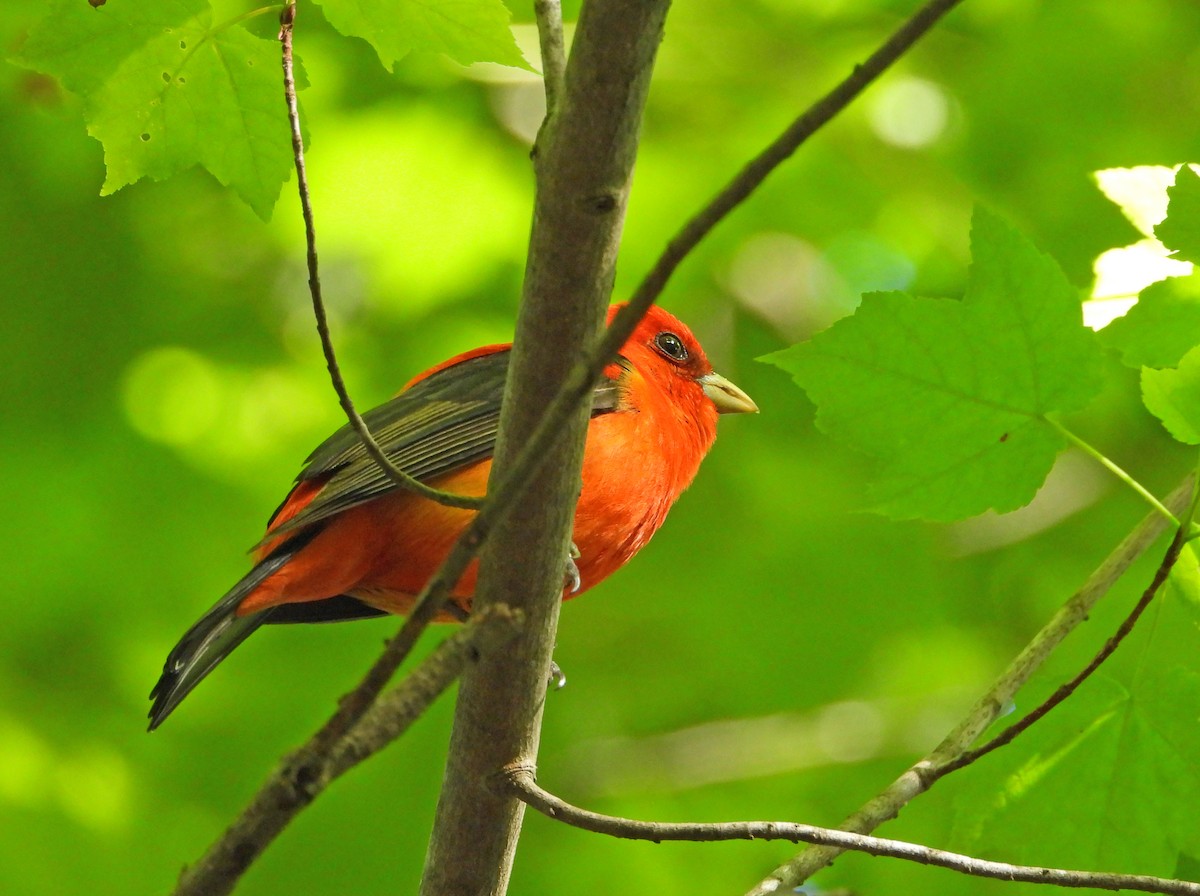 Scarlet Tanager - Martin Berg