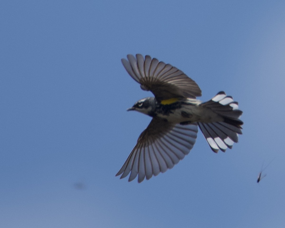 Yellow-rumped Warbler - Larry Waddell