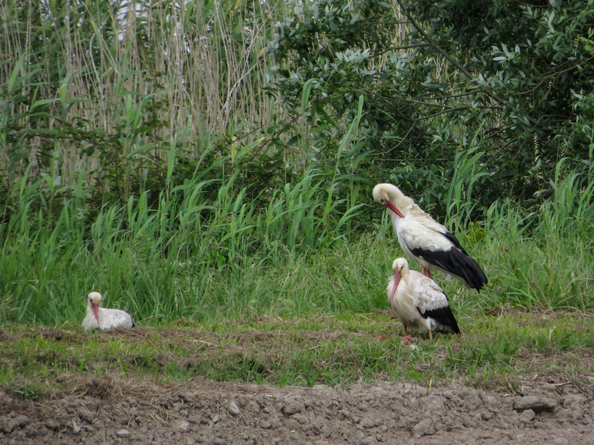 White Stork - Cauã Menezes