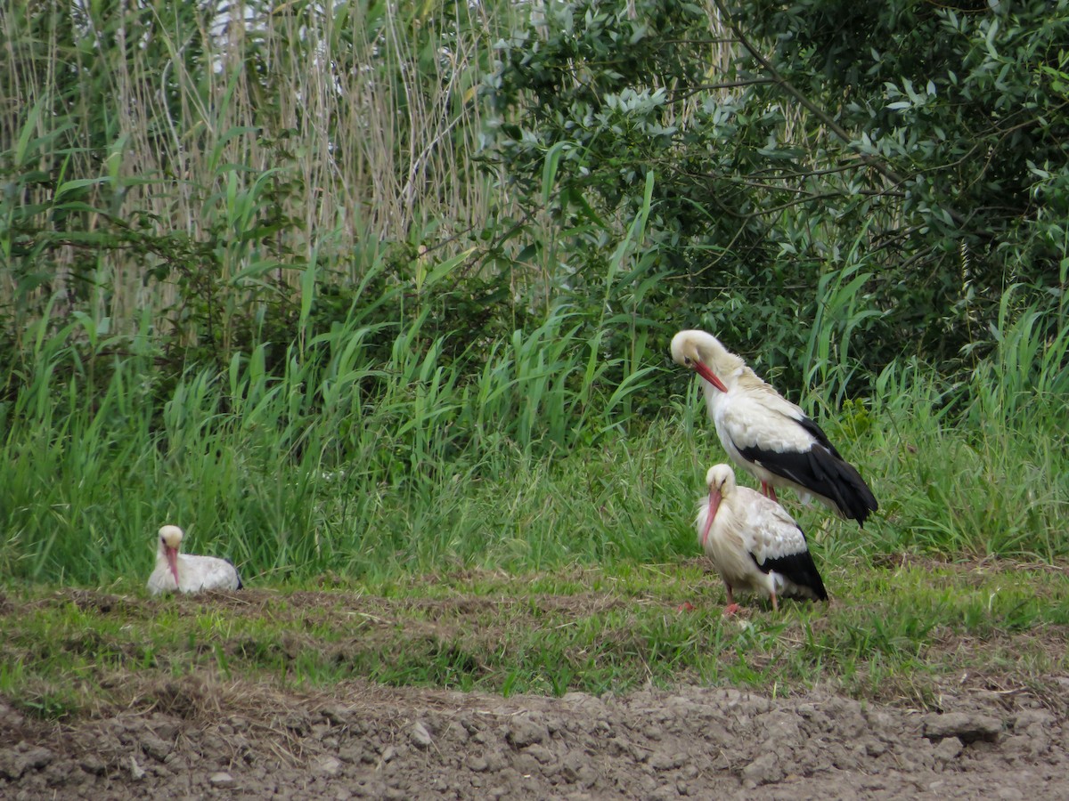 White Stork - ML619280545