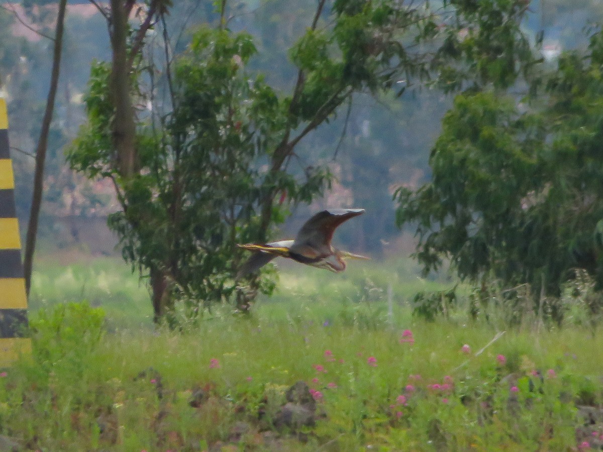 Purple Heron - Cauã Menezes