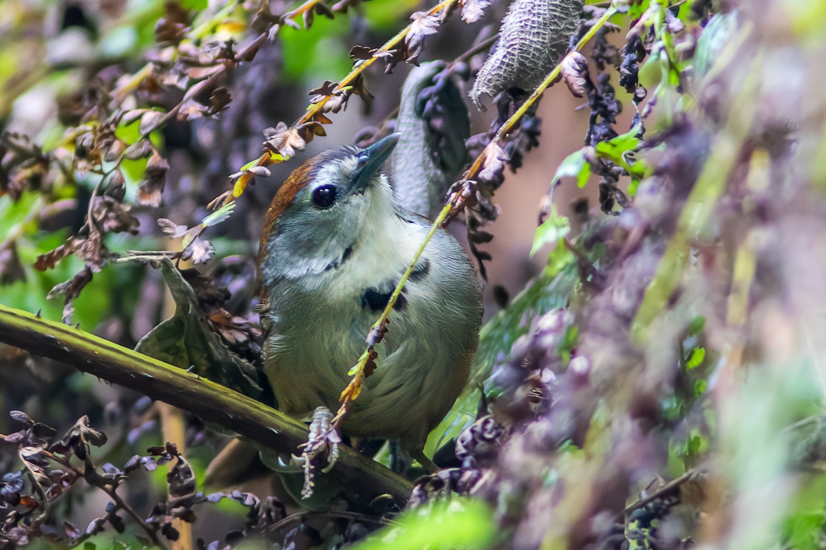 Crescent-chested Babbler - Wade Strickland