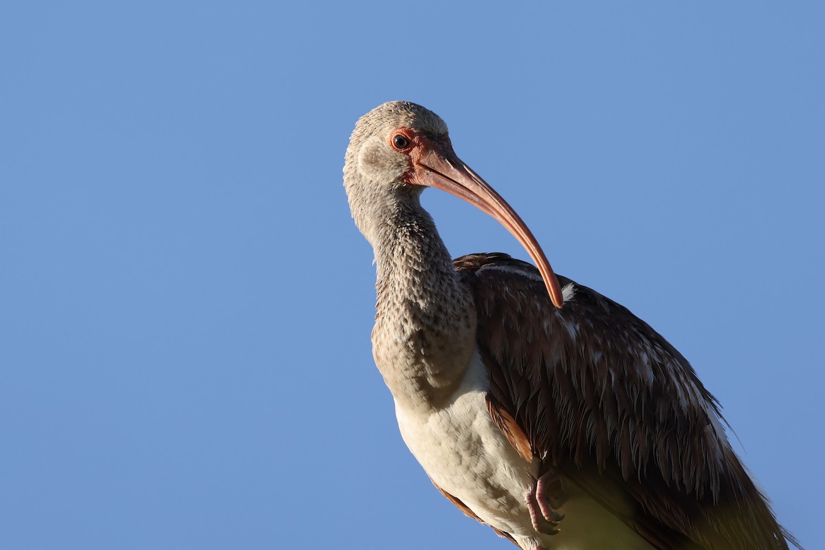 White Ibis - Ian Thompson