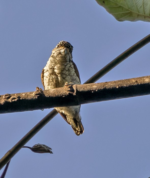 Scaled Piculet - Lars Petersson | My World of Bird Photography